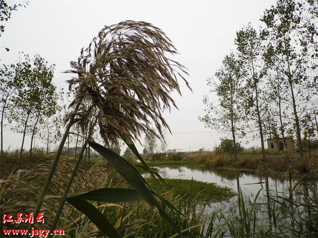 灌云农村你看看风景怎么样噢