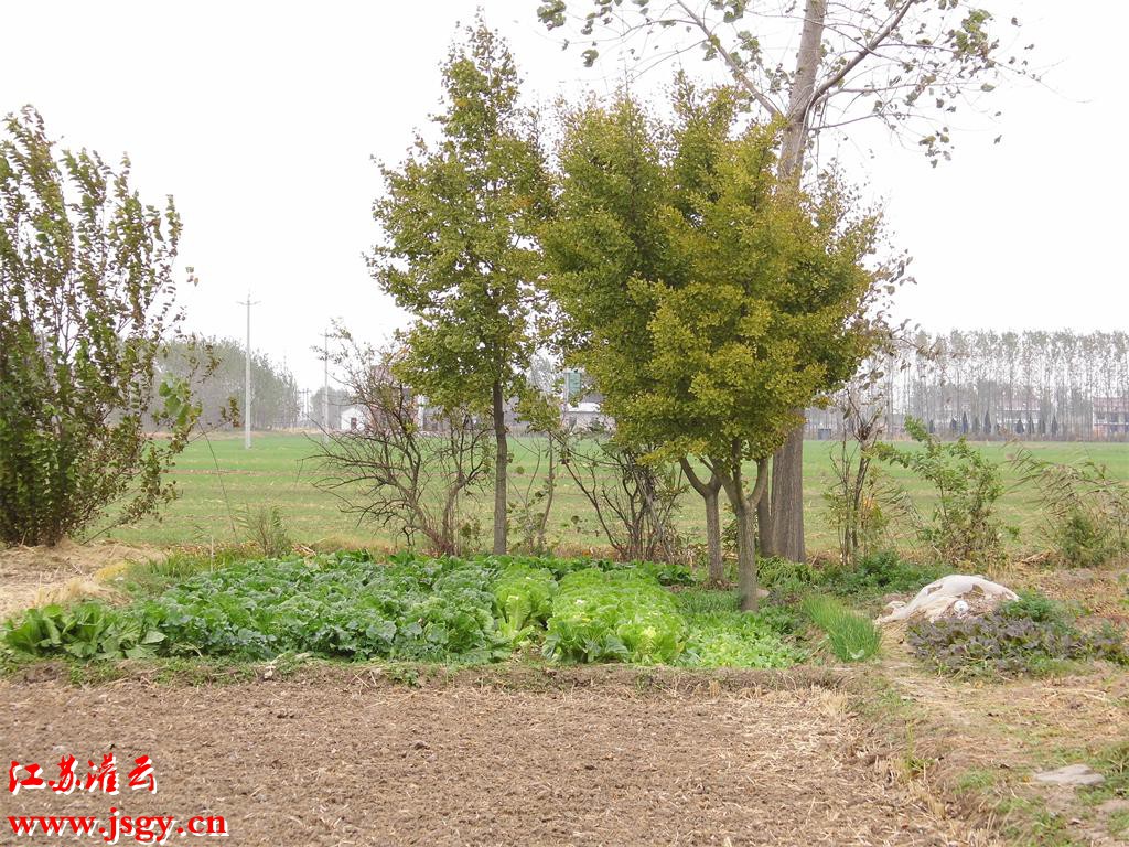 灌云农村你看看风景怎么样噢