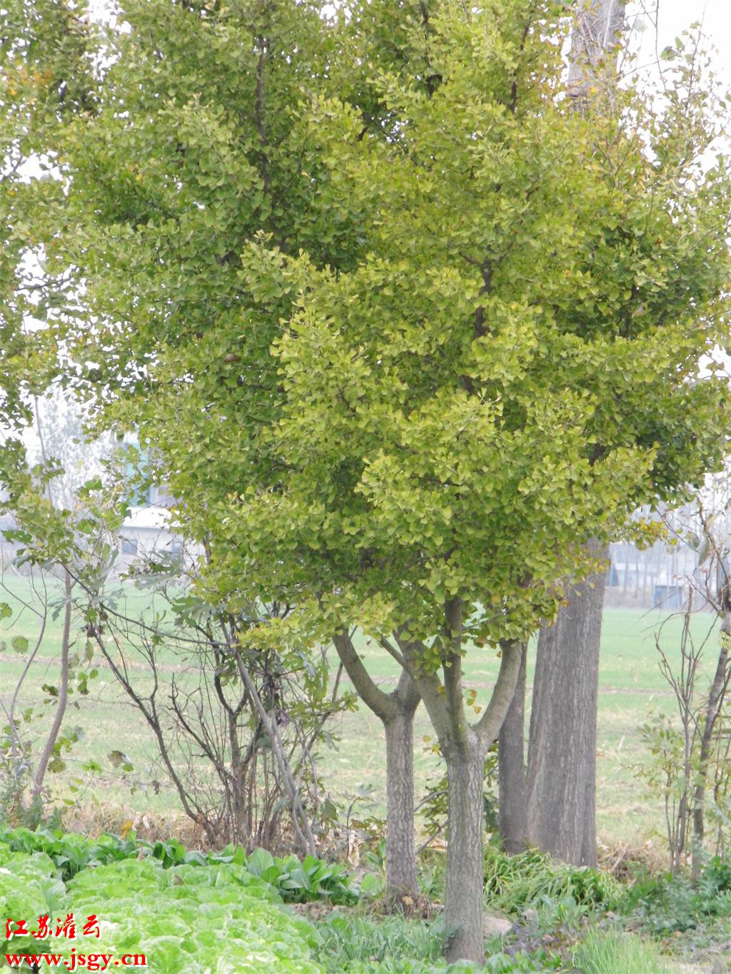 灌云农村你看看风景怎么样噢